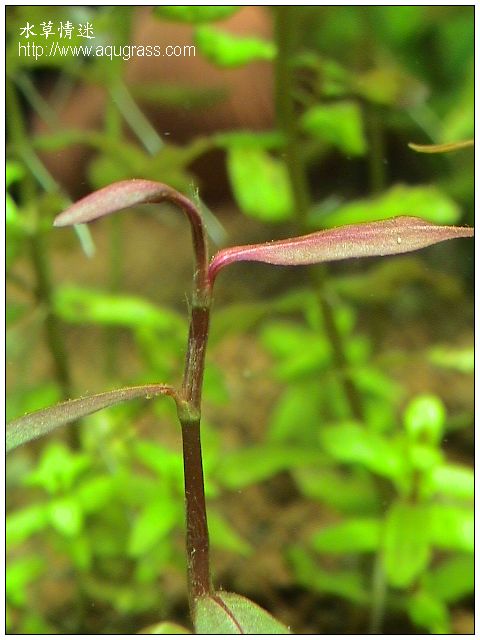 紫豔柳 - Polygonum sp