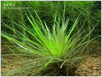 細葉大菊精- Eriocaulaceae sp
